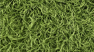 VerdeSward Olive 6.80m x 0.40m