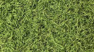 VerdeSward Olive