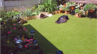 Dogs love the feel of artificial grass