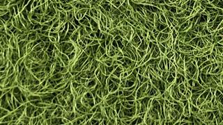 VerdeSward Olive 6.80x4.00