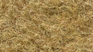 VerdeSward Ochre 1.20m x 4.00m