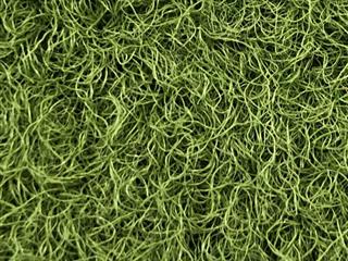 VerdeSward Olive