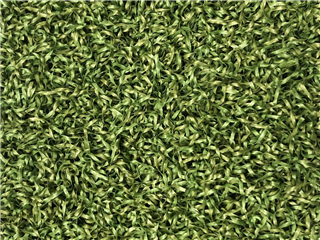 Verde Prime Green - 3.90m x 4.00m