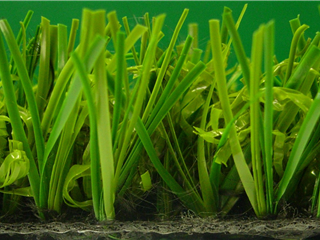 Verdeluxe - 5.00m x 2.00m