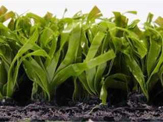 Super Verdeturf 15.70m x 0.20m 