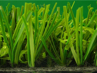 Verdeluxe - 1.00m X 4.00m