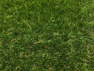 Garden Grass 35mm