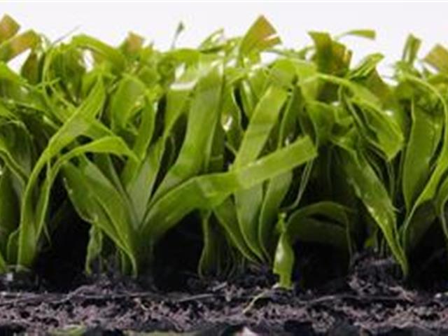 Super Verdeturf 1.80m x 1.70m