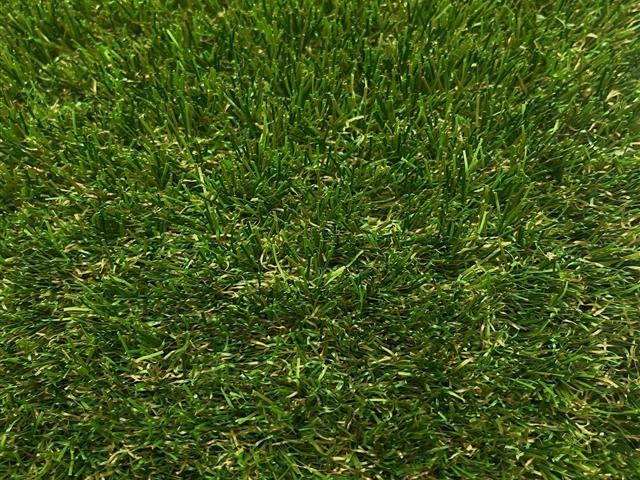 Garden Grass 35mm