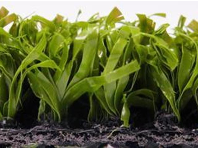 Super Verdeturf 1.80m x 1.70m