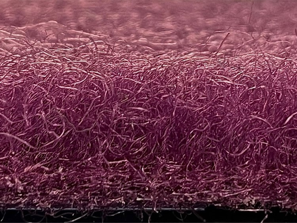 side view of VerdeSward lavender