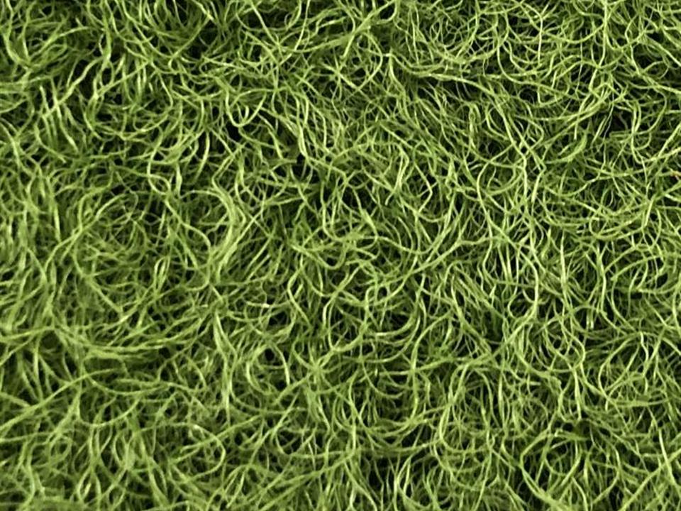 VerdeSward olive
