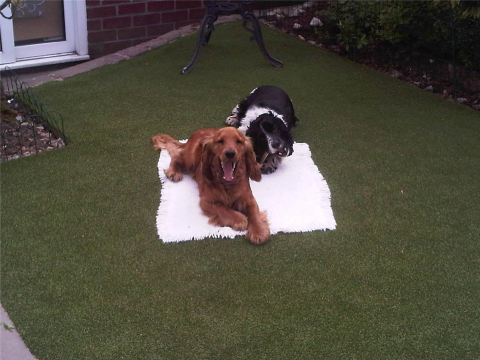 Riverside Garden Centre Install - Dog Friendly