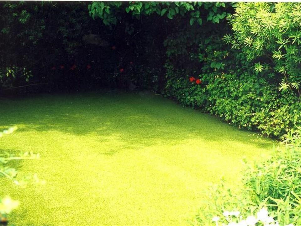 Verdeturf