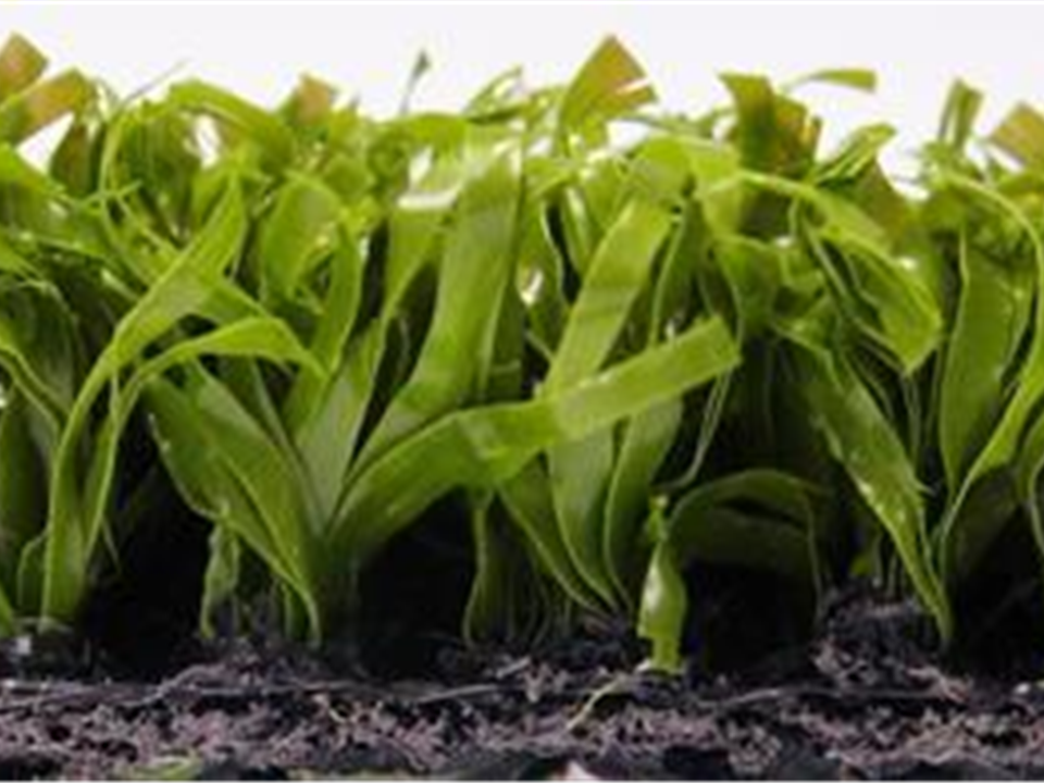 Super Verdeturf 15.70m x 0.20m 