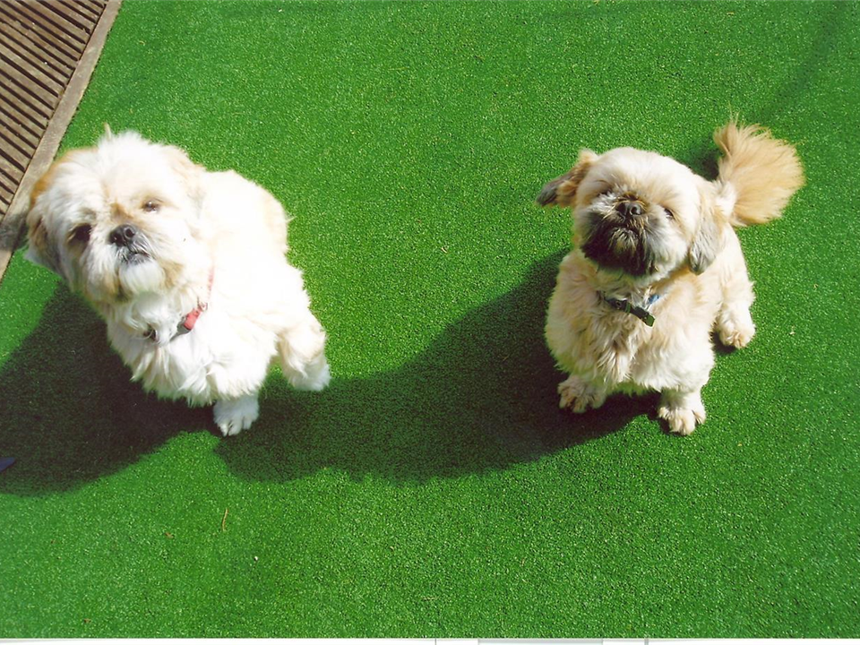 Dog Friendly Artificial Grass by Special Branch