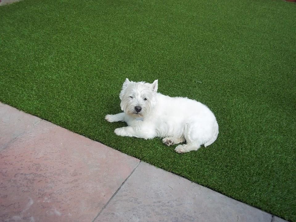 Quick Lawn